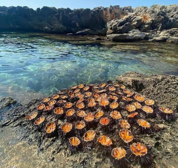 Appartamento Lido San Giovanni Gallipoli Exteriér fotografie